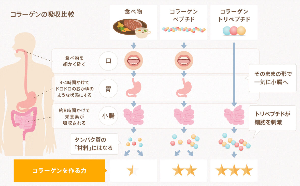 コラーゲン市場の新潮流と商品開発のヒント（第2回）【PR】 - 日本食糧