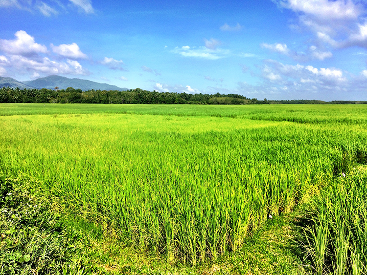タイ南部チュムポーン県の稲作地帯