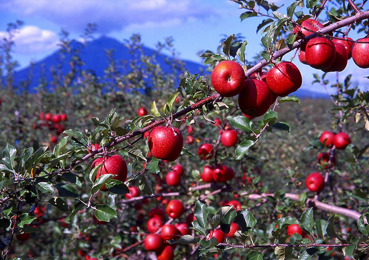 弘前市にとってリンゴは、地域経済にさまざまな波及効果をもたらす重要な基幹産業のひとつ