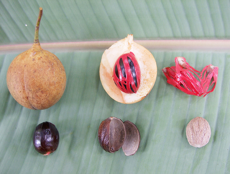 種の中の“仁”はナツメグ、果実をナツメグフルーツとしてスパイス活用を提案