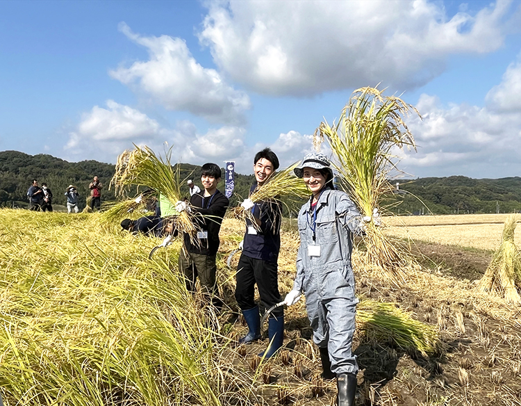 「二十歳の山田錦物語」プロジェクト、兵庫の大学生稲刈り