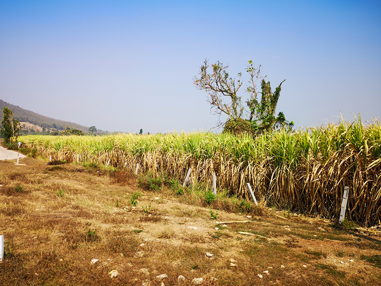 サトウキビ生産はタイの主要産業の一つだが、今年度は不作が予想されている＝タイ北部ターク県で。2021年2月小堀晋一写す