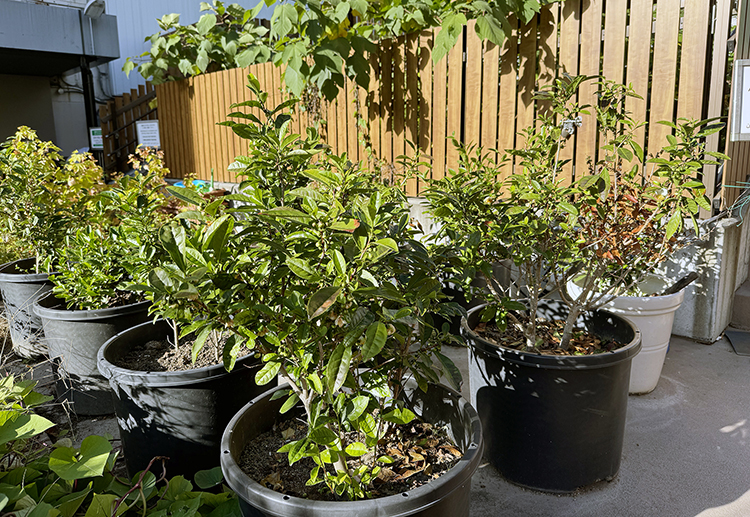 松屋銀座店の屋上で茶の木を育てる