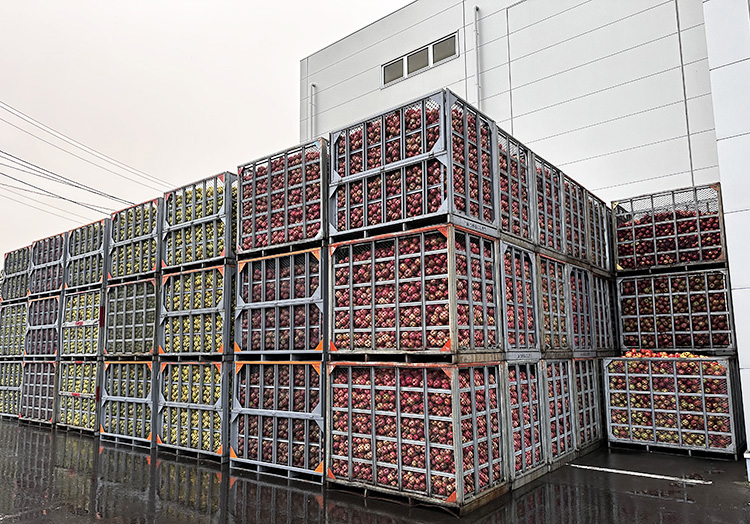 リンゴ加工特集：JAアオレン　今期集荷は85万箱計画