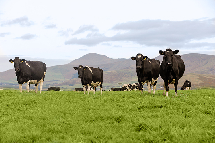 チーズ特集：アイルランド政府食糧庁　動物福祉とグラスフェッド、高品質乳製品支…