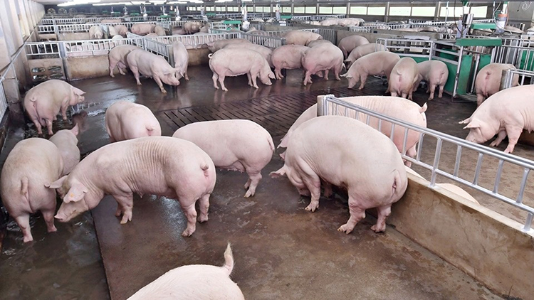 タイ食品最大手のCPフーズの養豚施設。密輸肉の影響で2023年第3四半期（7～9月）は赤字となった＝同社提供