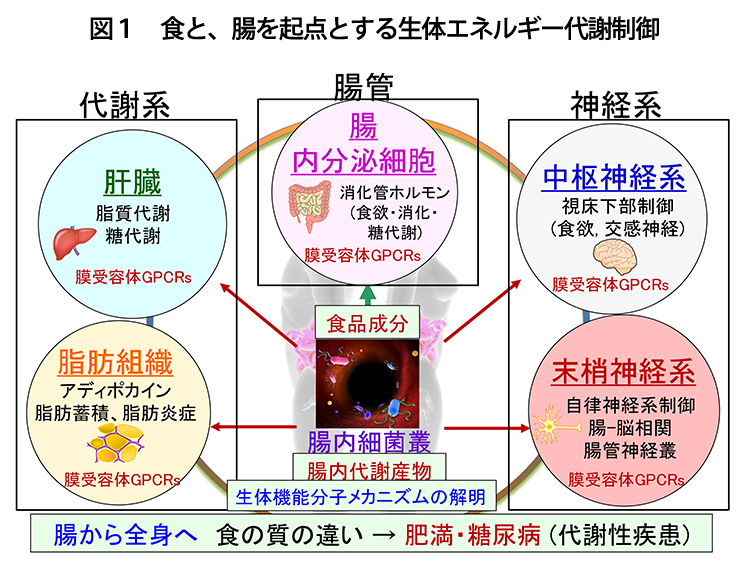 食品ニューテクノロジー研究会講演：京都大学大学院・木村郁夫教授