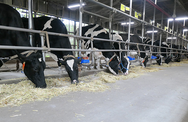 牛乳乳製品の消費拡大が、生乳生産基盤の安定化につながる