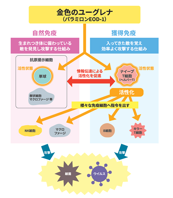 関西四国新春特集：未来の食＝神鋼環境ソリューション　免疫力の維持向上