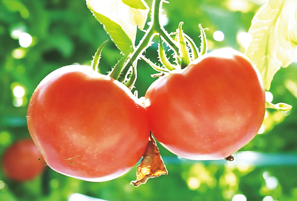 トップバリュ 減の恵み　太陽の光をたっぷり浴びてトマトは八代を出発します！