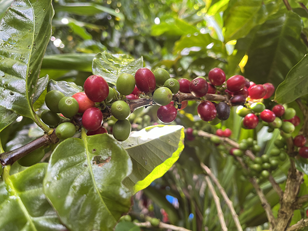 コーヒーの実（徳之島コーヒー実証農場）