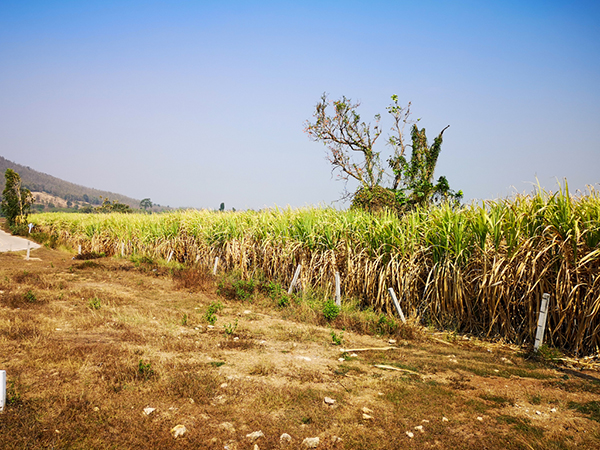 タイの重要な農業の一つであるサトウキビ生産もエルニーニョ現象の影響を受けそうだ＝タイ北部ターク県、2021年2月小堀写す