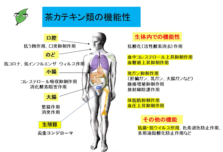 食品ニューテクノロジー研究会講演：茶研究・原事務所　原征彦代表