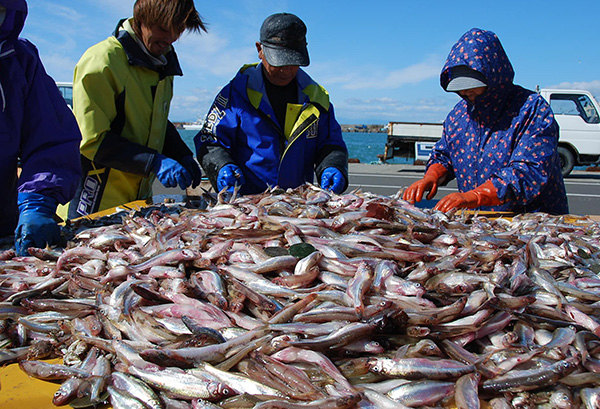 漁獲されたシシャモ選別。資源確保のため、漁の自主規制を行っている＝鵡川漁協提供