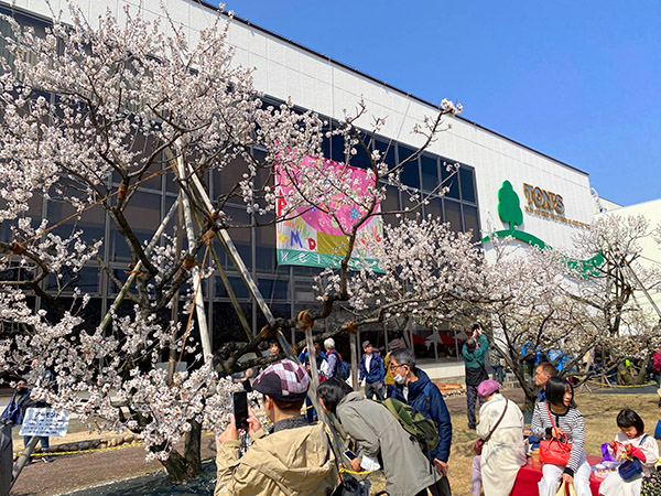 地域の食景色：アーモンドフェスティバル　神戸で一足早い花見