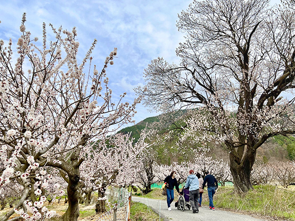 地域の食景色：長野県千曲市「あんずの里」　アンズ満開、良作に期待