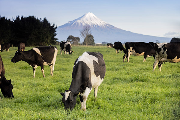 フォンテラはニュージーランド国内で1640万klの生乳を扱う（写真はニュージーランドの牧場）