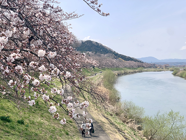 4月上旬に開花した白石川堤一目千本桜（柴田町）