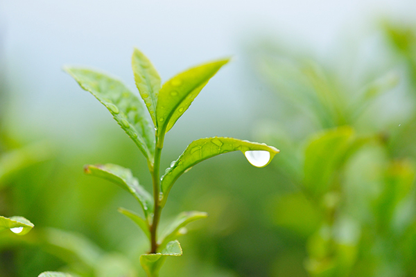 持続可能な緑茶原料の生産体制の構築へ