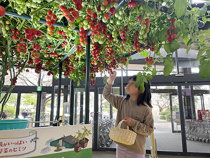 カゴメ、ファン作りイベント開催　トマトの植育を体験