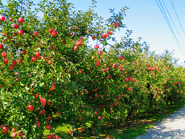 23年産青森リンゴ、収穫前年比15％減　生産・加工に影響