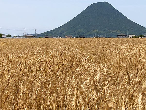 収穫期を迎えた「はるみずき」が畑一面を黄金色に染める