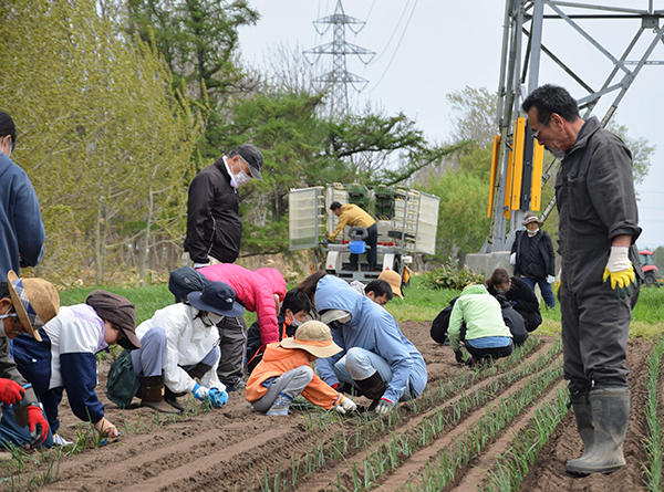 北海道アグリ企画、札幌黄の苗植え体験会開催　30組53人参加