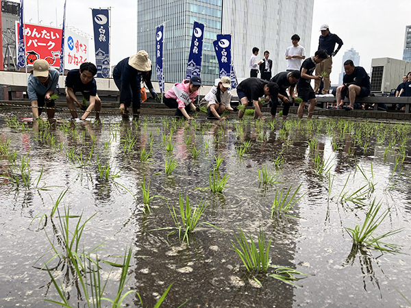 白鶴酒造、今年も白鶴錦田植え　東京支社屋上農園で