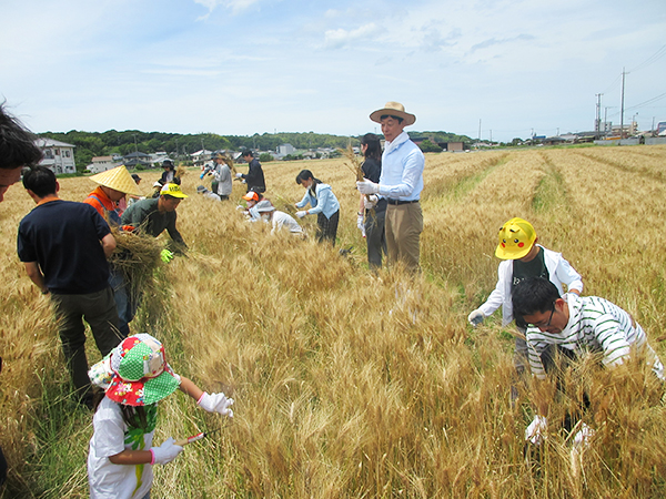 淡路麺業、小麦収穫会を実施