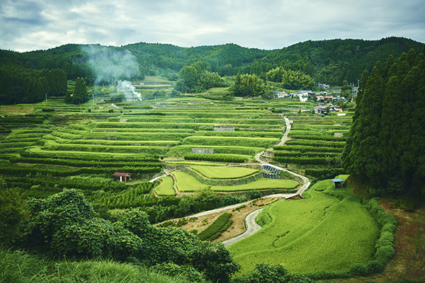 星野村の棚田（写真提供＝福岡県観光連盟）