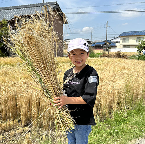 地元の小中高生がもち麦収穫に協力