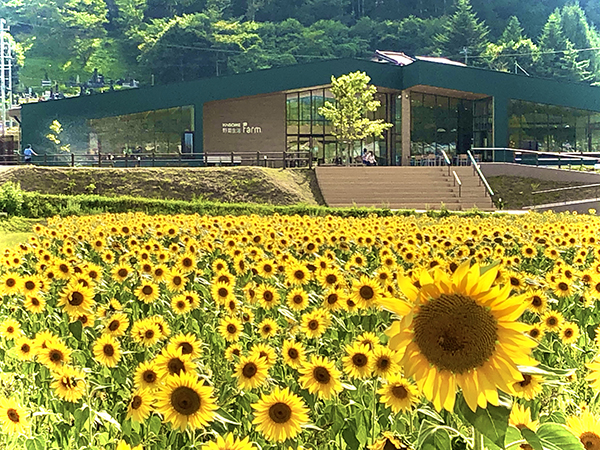 夏には満開のひまわり畑が「カゴメ野菜生活ファーム富士見」を彩る