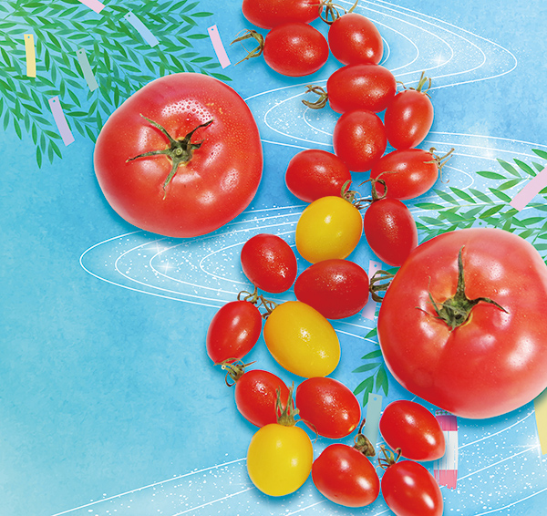 トマト　良い夏になりますように　フルーツトマト＆アイコがおすすめ