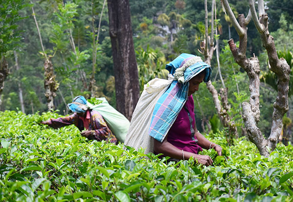 レインフォレスト・アライアンス認証の取得支援をはじめ、スリランカの紅茶農園を長期的に支援