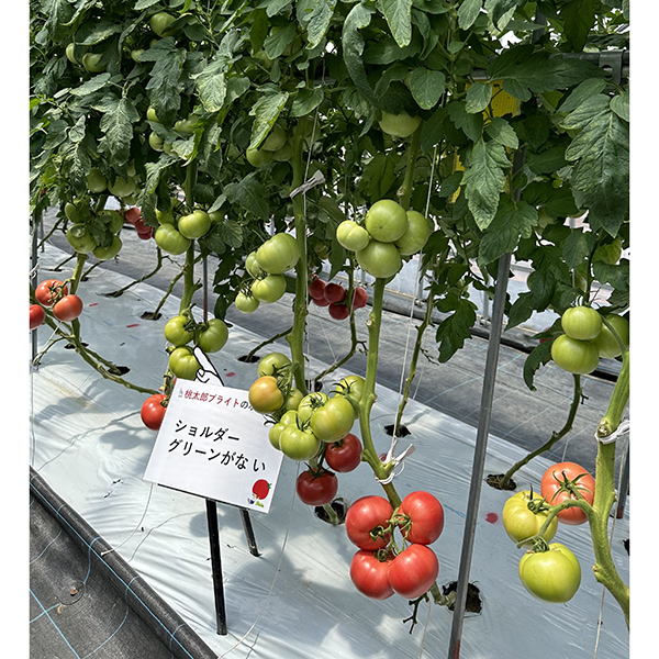 タキイ種苗、「夏季農場見学会」開催　トマトなど新品種続々