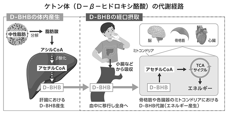 ケトン体（D-β-ヒドロキシ酪酸）の代謝経路