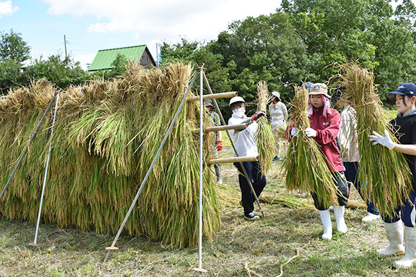 地域の食景色：新潟酒販ら女性主体の酒造り企画　学生が稲刈り・稲架掛け