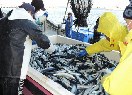 小型魚の水揚げが多い日本のサバ＝２０２３年１２月、青森県むつ市
