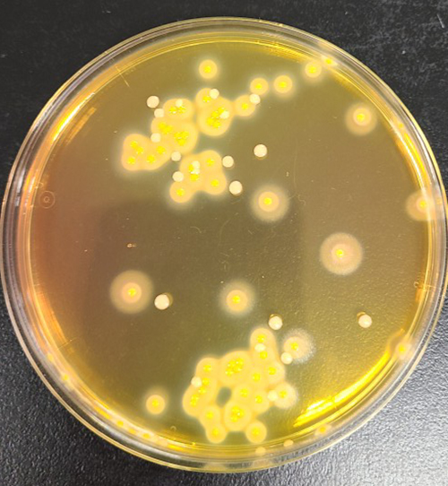 食の安全を支える微生物検査の歩み（6）微生物検査の滅菌とその検証