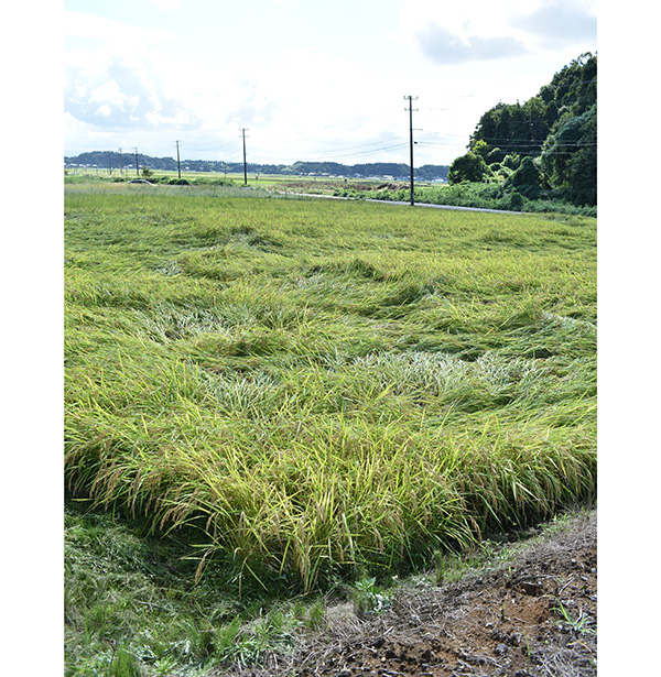 コメビジネス最前線特集：有力卸＝神山物産　カーボンクレジット　地域密着で好調