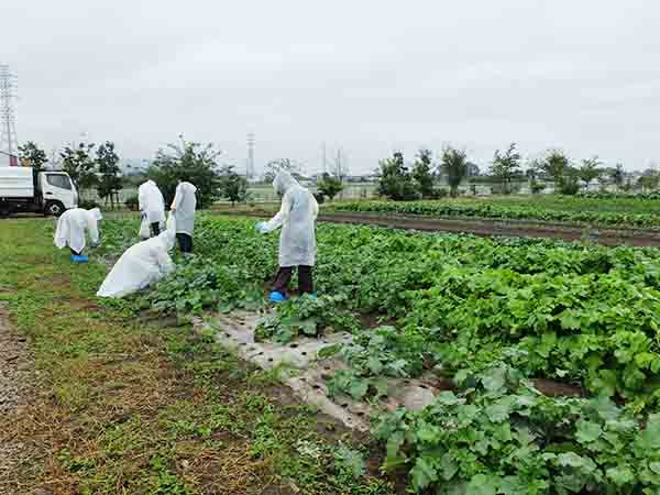 雨交じりの中、体験農園でミニ大根などを収穫する参加者たち（深谷テラス体験農園）