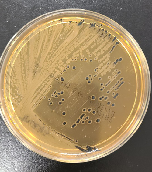 食の安全を支える微生物検査の歩み（7）食品微生物の自主検査と衛生指標菌