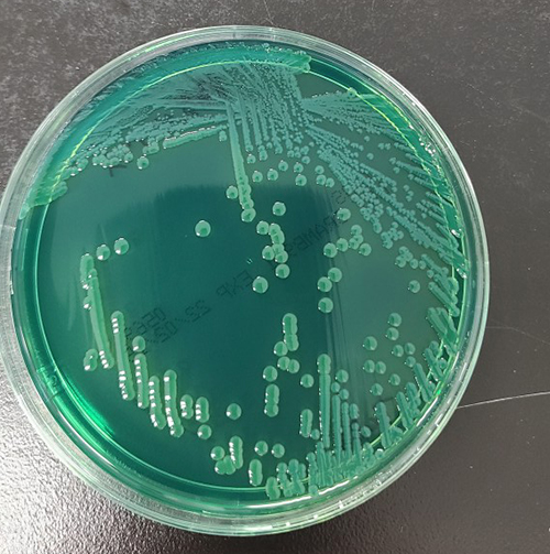 食の安全を支える微生物検査の歩み（9）食品微生物検査のGLPと精度管理