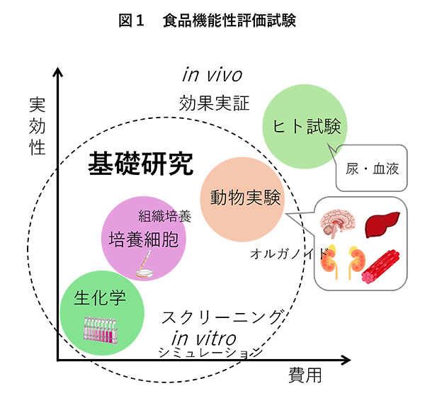 食品ニューテクノロジー研究会講演：日本薬科大学・篠崎文夏准教授