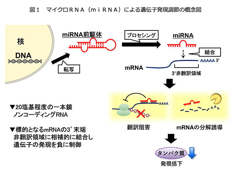 食品ニューテクノロジー研究会講演：九州大学大学院農学研究院・立花宏文主幹教授