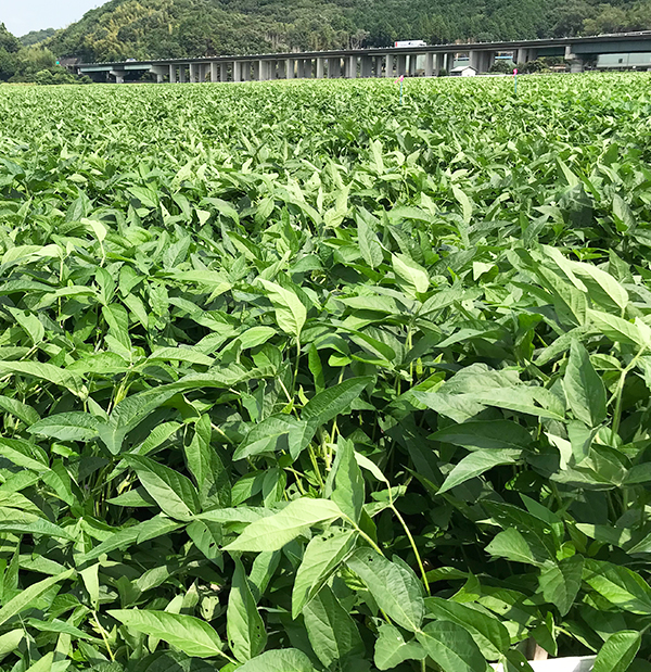 国産化に針路をとれ：ヒガシマル醤油　醤油文化を1000年先へ　大豆・小麦の新…