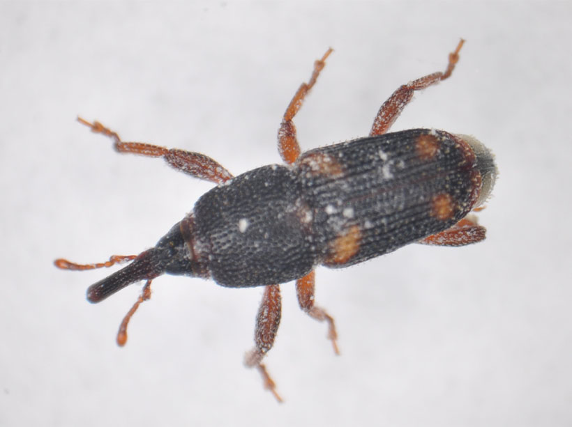 特集・異物混入対策［防虫編］：解説＝精米工場における害虫管理のポイント