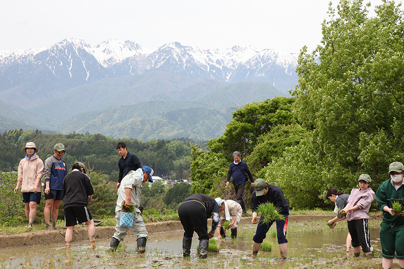 伊那食品工業、社員らが地元小学生と田植え