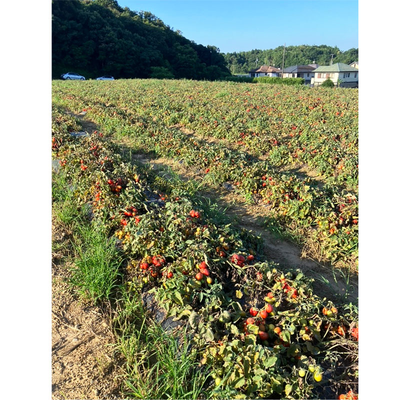 国産化に針路をとれ：愛知県加工用トマト拡大協議会　機械収穫で増反へ