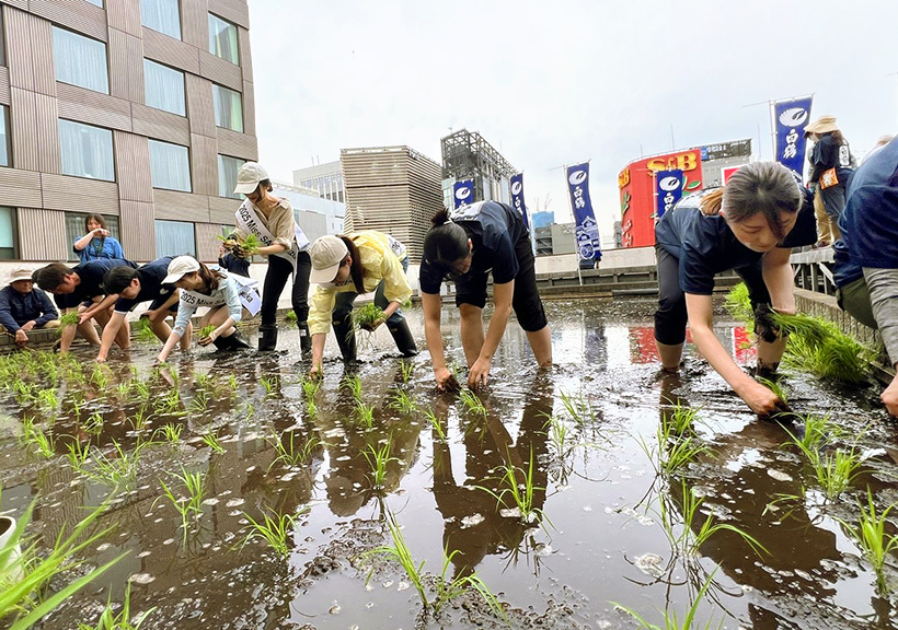 白鶴酒造、自社米「白鶴錦」を東京支社屋上で田植え